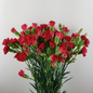 Spray Carnations Red - Www.Shopthatapp.com
