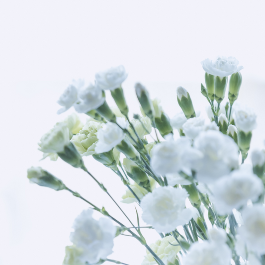 Spray Carnations White - Www.Shopthatapp.com