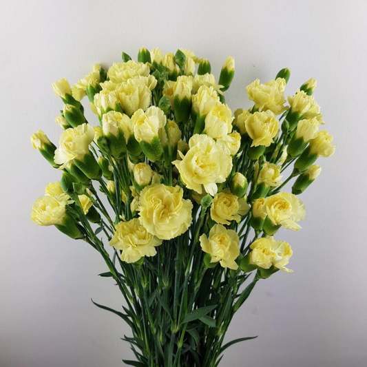 Spray Carnations Yellow - Www.Shopthatapp.com