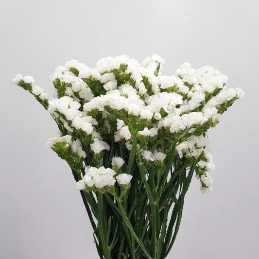 Statice Flower White - Www.Shopthatapp.com