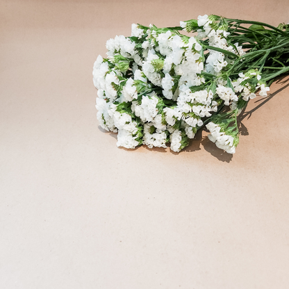 Statice Flower White - Www.Shopthatapp.com