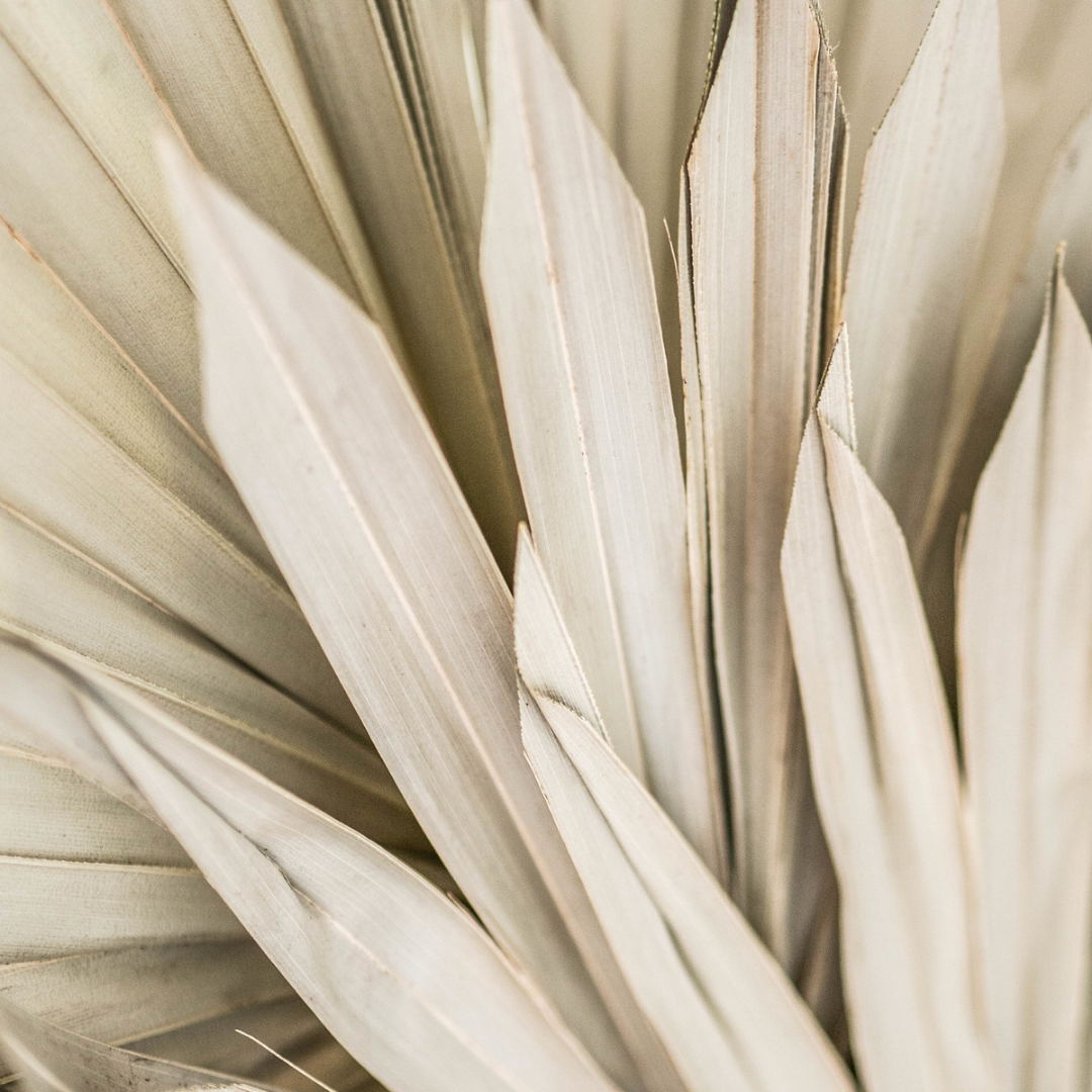 Sun Palm - Www.Shopthatapp.com