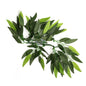 Plantes de terrarium REPTIZOO – Heternanthera Zosterifolia 20" #TP001 