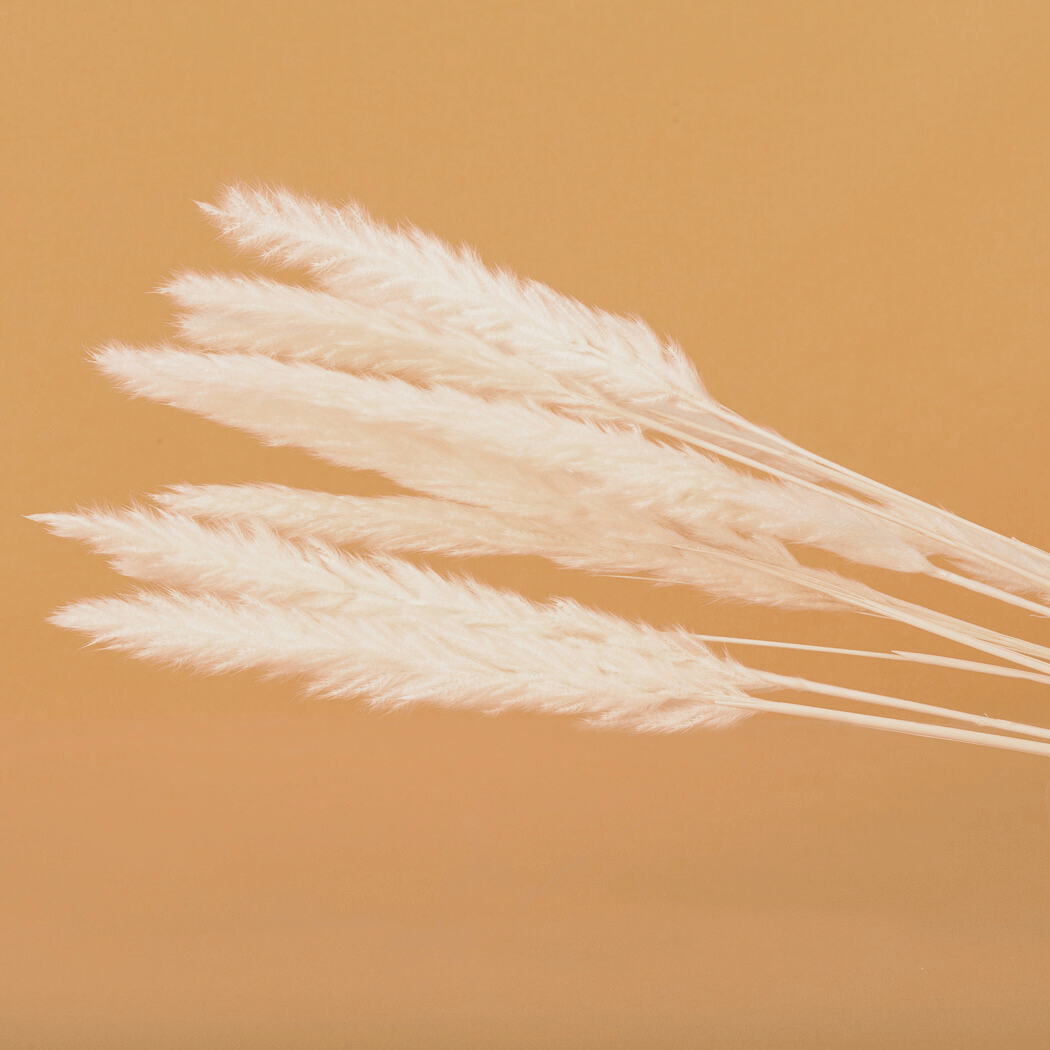 White Mini Pampas Grass - www.Shopthatapp.com