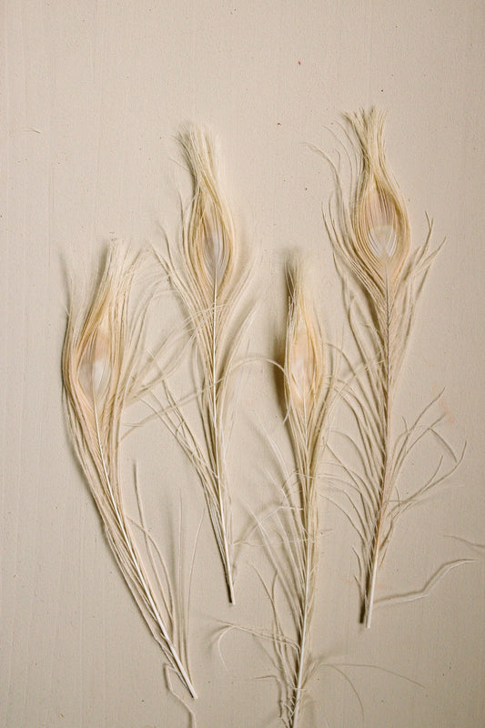 Bleached Peacock Feathers - www.Shopthatapp.com