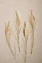 Bleached Peacock Feathers - www.Shopthatapp.com