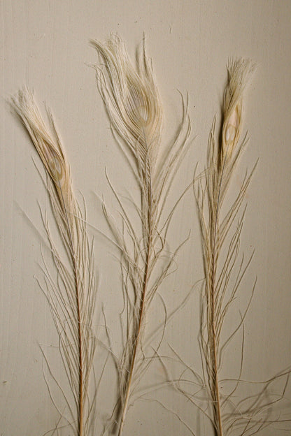 Bleached Peacock Feathers - www.Shopthatapp.com