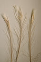 Bleached Peacock Feathers - www.Shopthatapp.com