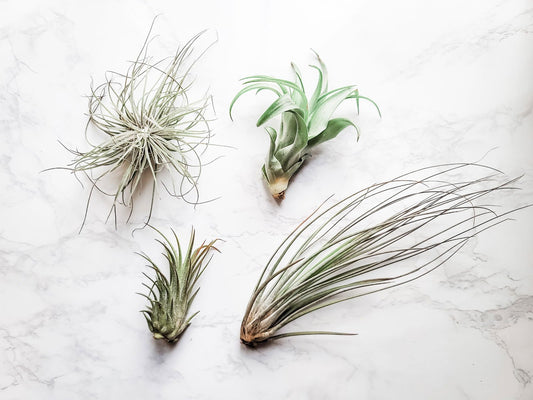 Airplant Starter Bundle - www.Shopthatapp.com