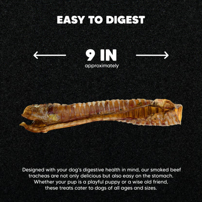 Trachée de bœuf 