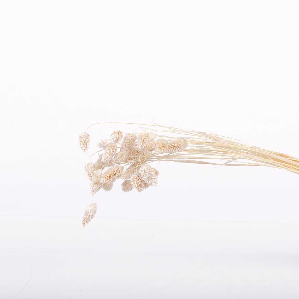 Bleached Phalaris - www.Shopthatapp.com