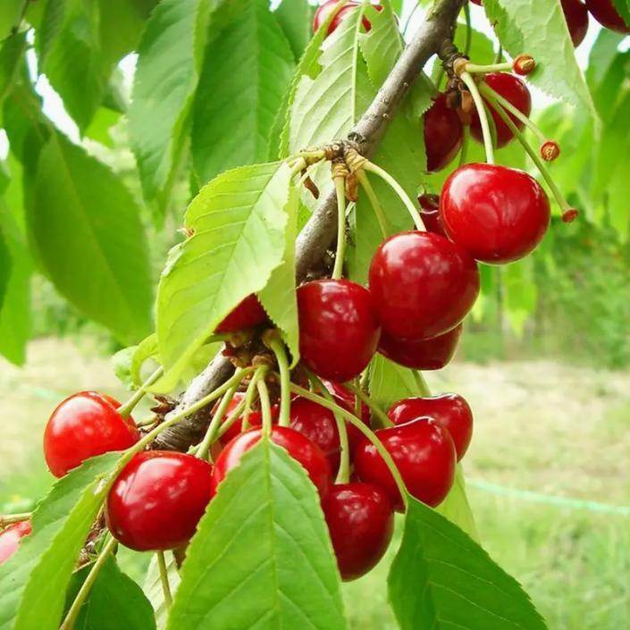 20 Cherry Seeds For Gardening And Home Improvement - www.Shopthatapp.com