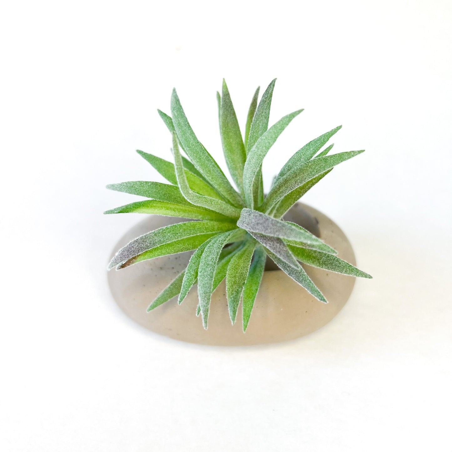 Concrete Pebble Planter - www.Shopthatapp.com