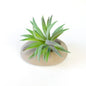 Concrete Pebble Planter - www.Shopthatapp.com