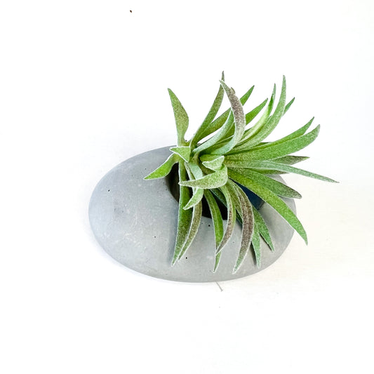 Concrete Pebble Planter - www.Shopthatapp.com