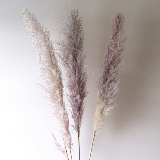 Pampas Grass - Grey 3 Stems - www.Shopthatapp.com