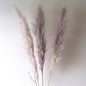 Pampas Grass - Grey 3 Stems - www.Shopthatapp.com