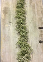Fresh Garland Table Runner  - Eucalyptus, Baby' Breath, Ruscus - www.Shopthatapp.com