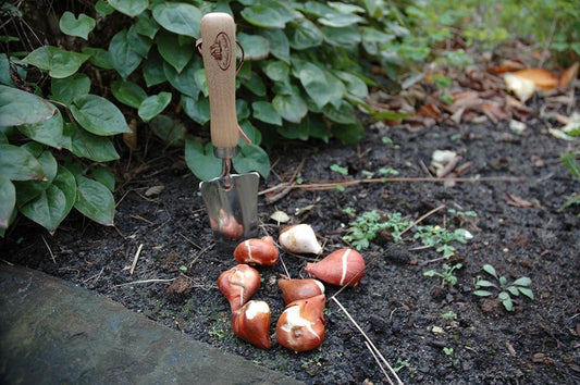 Stainless Steel Transplanter - www.Shopthatapp.com