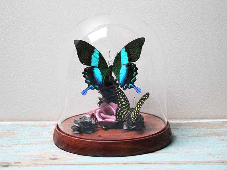 Papilio blumei dans un dôme décoratif