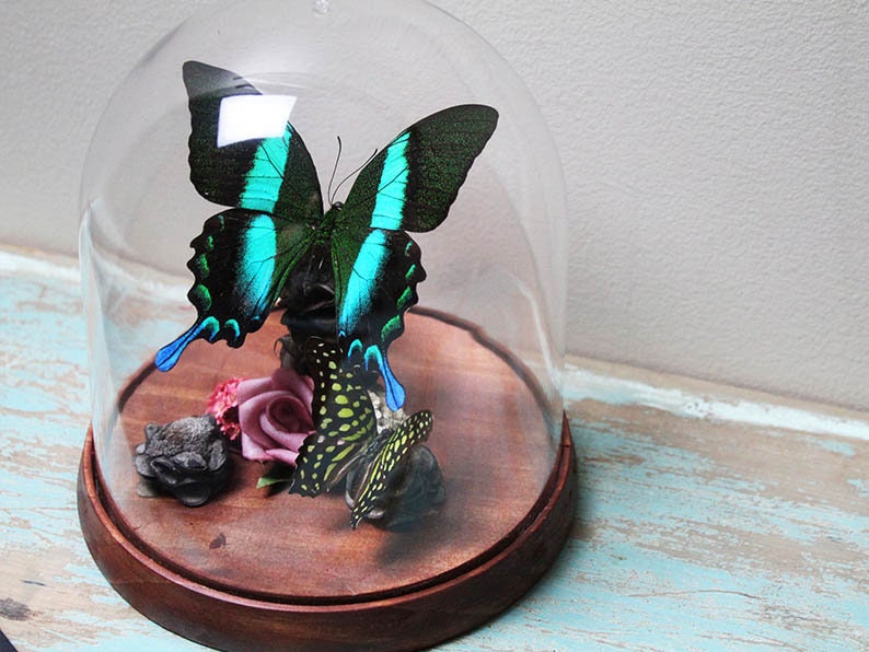 Papilio blumei dans un dôme décoratif