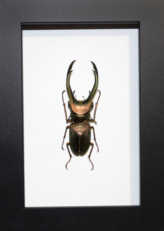 Cyclommatus truncatus Stag Beelte in a Frame
