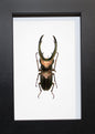 Cyclommatus truncatus Cerf Beelte dans un cadre