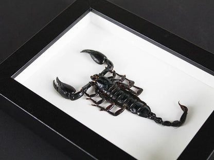 Scorpion Heterometreus spinifer dans un cadre