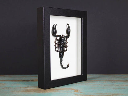 Scorpion Heterometreus spinifer dans un cadre