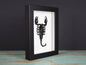 Scorpion Heterometreus spinifer dans un cadre