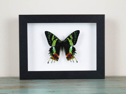 Urania ripheus ou Papillon du coucher du soleil dans un cadre