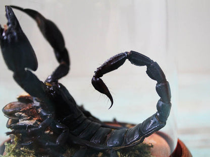 Scorpion in a Small Dome Wall Decor Real Taxidermy Wall Art Home Furniture Decoration Art Beautiful Hetereometreus Spinifer - www.Shopthatapp.com