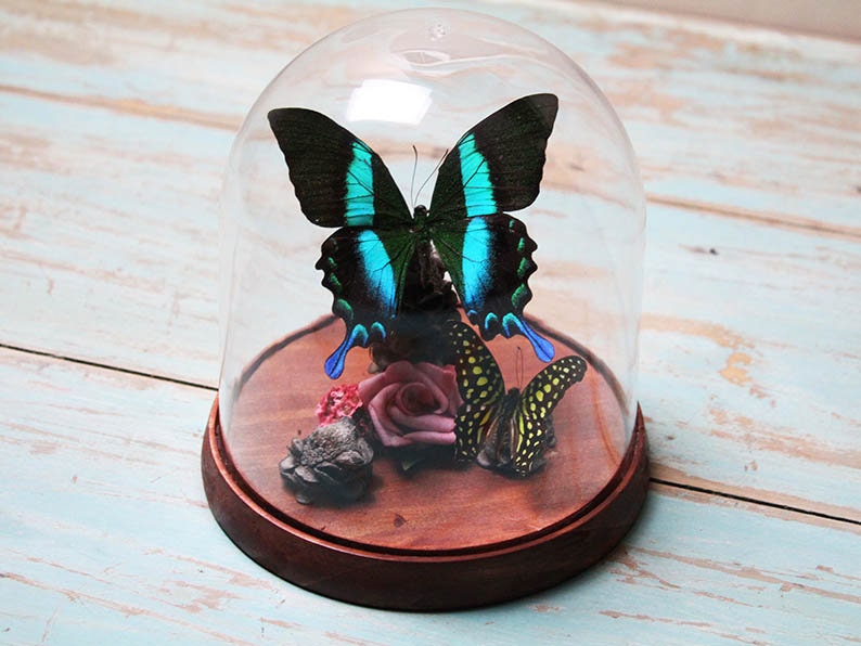 Papilio blumei dans un dôme décoratif