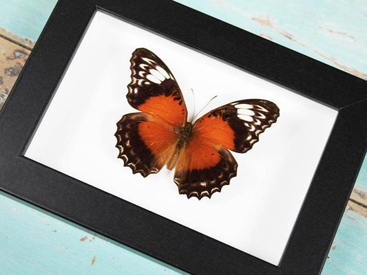Florfliege Schmetterling in einem Rahmen