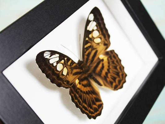 Clipper Butterfly in a Frame - www.Shopthatapp.com