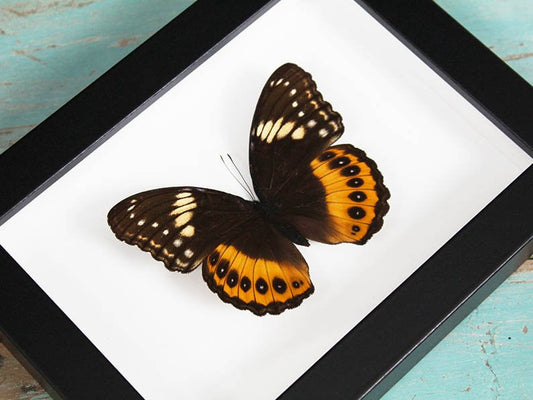 Hypolimnas Pandarus Schmetterling in einem Rahmen