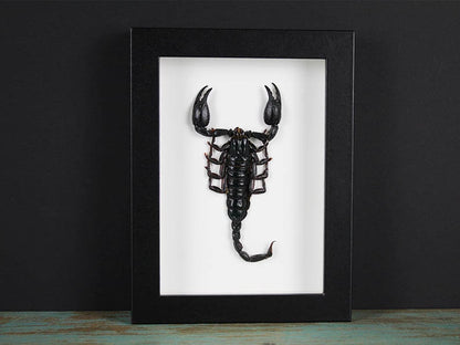 Scorpion Heterometreus spinifer dans un cadre