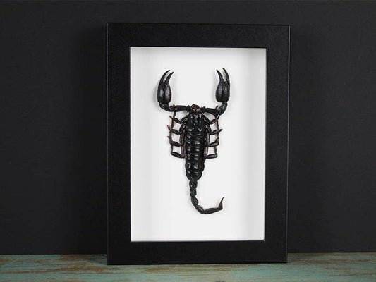 Heterometreus spinifer Scorpion in a Frame - www.Shopthatapp.com
