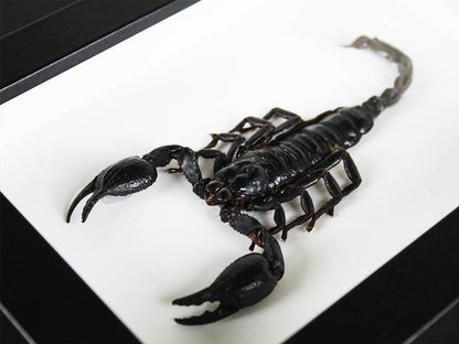 Scorpion Heterometreus spinifer dans un cadre