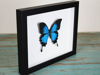 Cadre papillon Papilio ulysses
