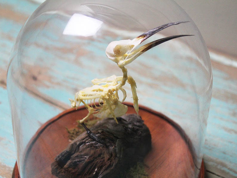 Bee-Eater Bird Skeleton in a Dome - www.Shopthatapp.com