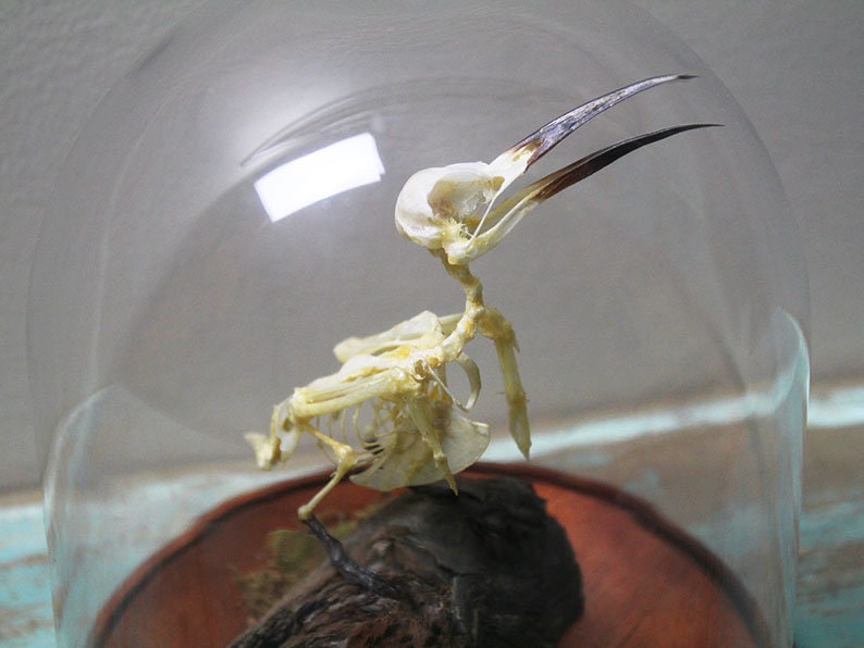 Bee-Eater Bird Skeleton in a Dome - www.Shopthatapp.com