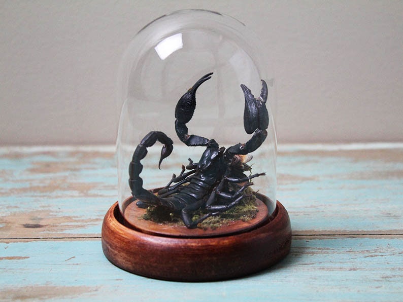 Scorpion in a Small Dome Wall Decor Real Taxidermy Wall Art Home Furniture Decoration Art Beautiful Hetereometreus Spinifer - www.Shopthatapp.com