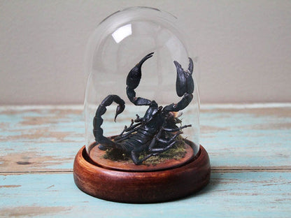 Scorpion in a Small Dome Wall Decor Real Taxidermy Wall Art Home Furniture Decoration Art Beautiful Hetereometreus Spinifer - www.Shopthatapp.com
