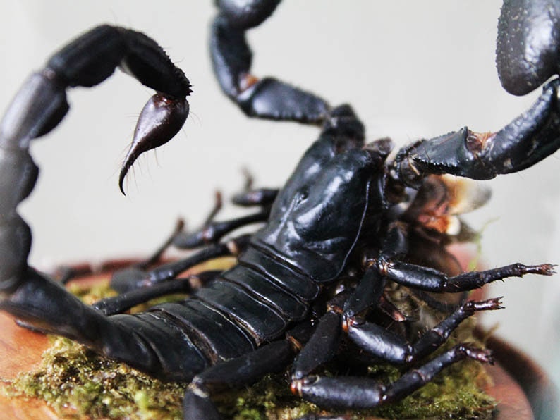 Scorpion in a Small Dome Wall Decor Real Taxidermy Wall Art Home Furniture Decoration Art Beautiful Hetereometreus Spinifer - www.Shopthatapp.com
