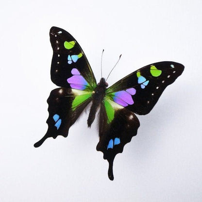 Graphium weiskii in a Black Frame - www.Shopthatapp.com