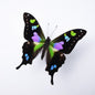 Graphium weiskii in a Black Frame - www.Shopthatapp.com
