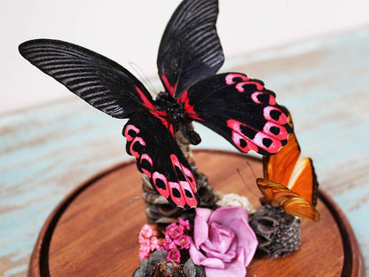Papilio rumanzovia dans un dôme décoratif