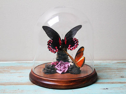 Papilio rumanzovia dans un dôme décoratif