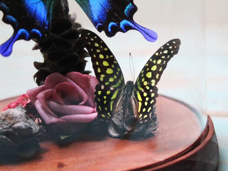 Papilio blumei dans un dôme décoratif